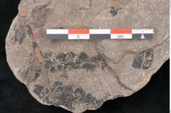 Foto (Detailansicht) von Plantae indet.  (NHMW-GEO-2024-0188-11523)
